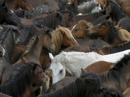 Rapa das bestas de Sabucedo