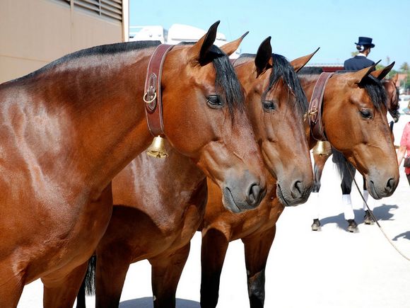 Salón internacional del caballo - SICAB