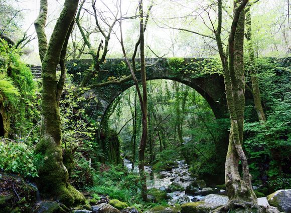 Bosques de ribera de Fragas do Eume