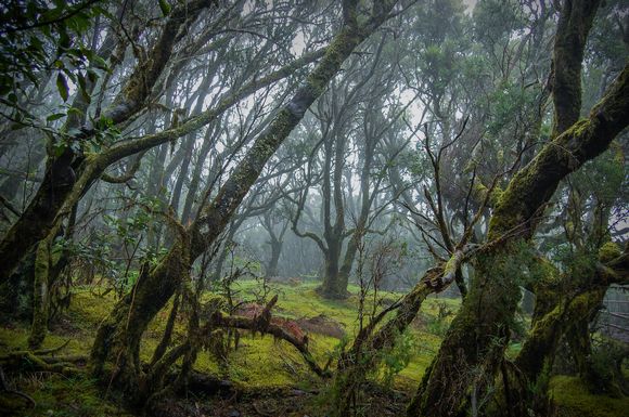Bosque de Laurisilva del Parque nacional de Garajonay