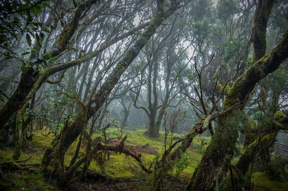 Bosque de Laurisilva del Parque nacional de Garajonay