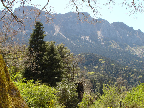 Pinsapar de Grazalema