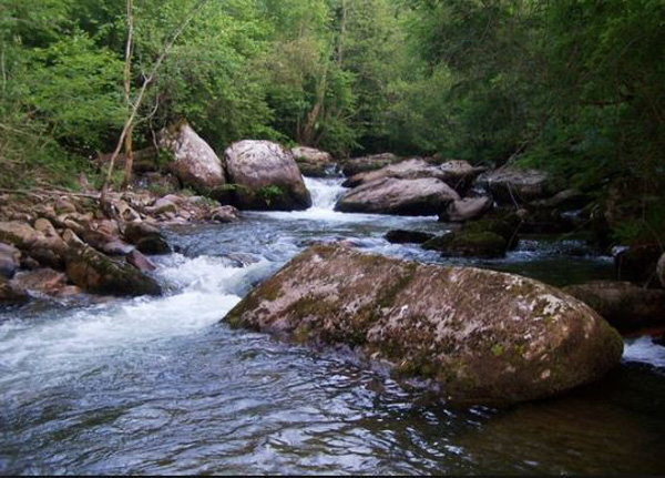 Bosques de Saja-Besaya