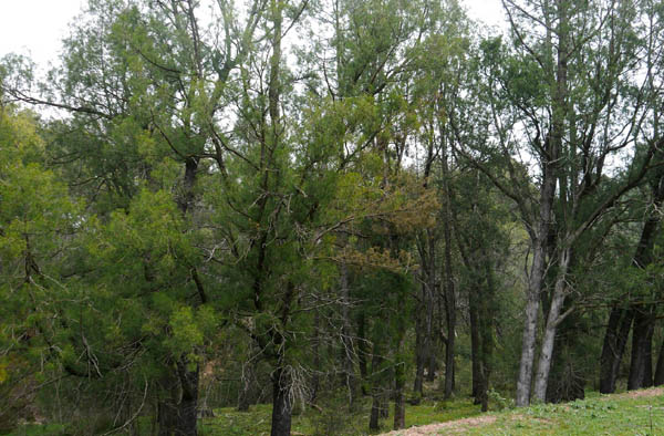 Bosques de la Sierra Espuña