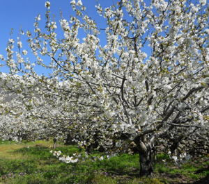 Cerezos en Valle del Jerte